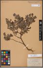 Foto von Salix aurita L.
